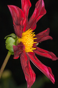 bunga makro, Dahlia, panas bumi