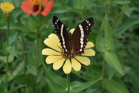 flower, butterfly, nature, spring, summer, insect, garden