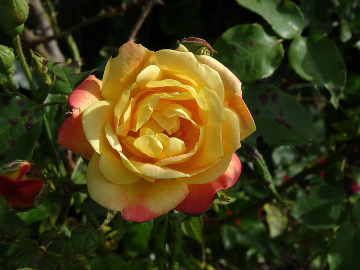 Rose, fleur, floral, jaune