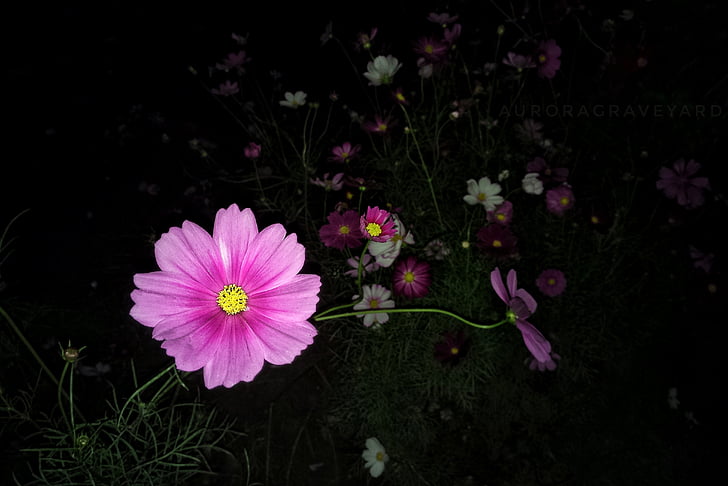 kwiat, noc, Aurora cmentarz, Natura, roślina, kwiat kosmei, Latem