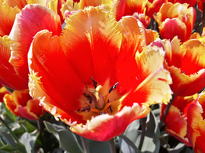 blomst, tulipaner, hage, rød