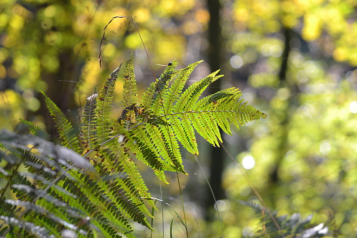 jeseň, jesenného lesa, Jesenná nálada, listy, Forest, Príroda, papraď