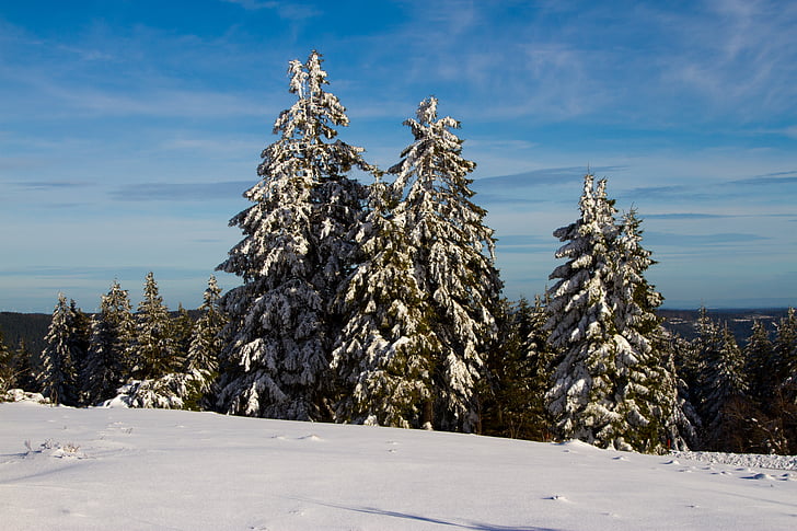 pozimi, sneg, božično drevo, zimski, bela, hladno, dreves