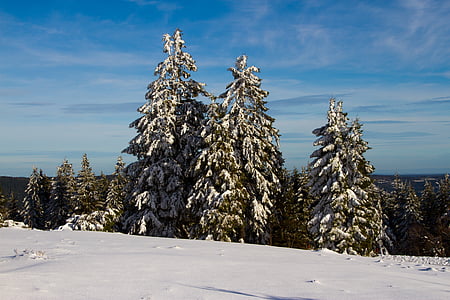 vinter, snö, julgran, vintrig, vit, kalla, träd