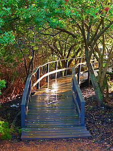 Bridge, skogen, solen speglar, träd, skogsstigen, spegling, naturen