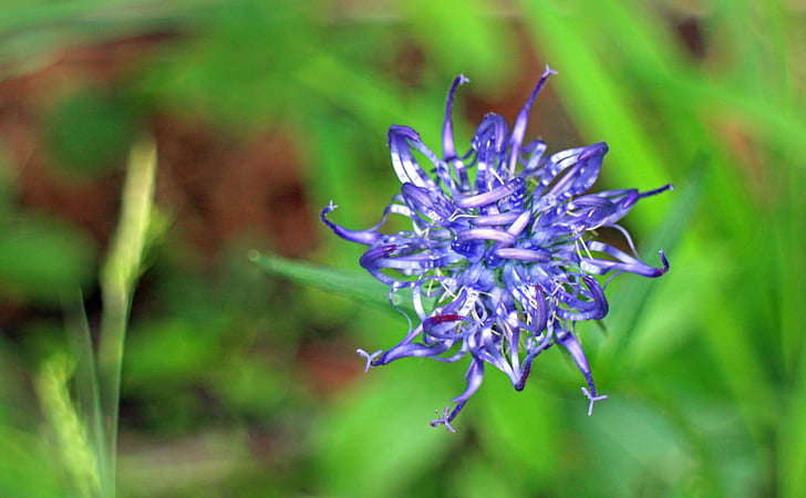 devil's claw, flower, blossom, bloom, blue, blue phyteuma, wild flower