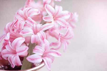 flower, hyacinth, pink flower, pink hyacinth, flowers, pink flowers, fragrant flower