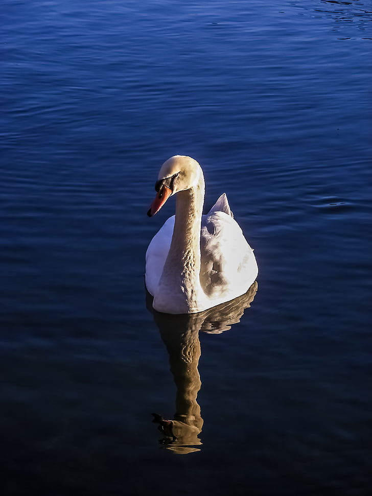 Swan, jazero, vody, Príroda, vôd, vták, pierko