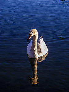 Swan, sjön, vatten, naturen, vatten, fågel, fjäder