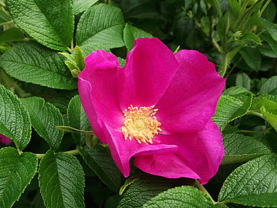 Wild rose, praf de mâncărime, trandafiri de cartofi, roz