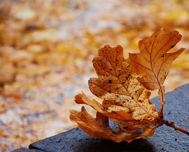 rudenį lapija, ąžuolo lapas, atsirasti, rudens spalvos, rudens spalvos, saulės spindulių, spalio