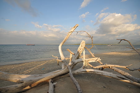 παρασυρόμενα ξύλο, παραλία, επιπλέοντα, στη θάλασσα, Ακτή, ξύλο που επιπλέει, ξεπερασμένο
