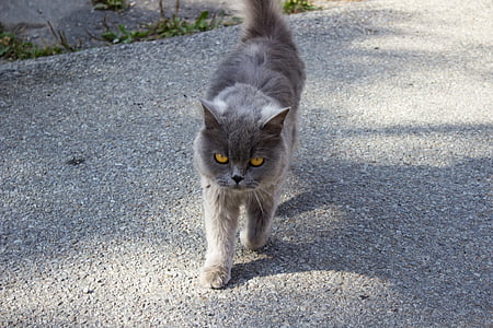 gato, animais, natureza, animal de estimação, cabelo grisalho, ao ar livre, gato doméstico