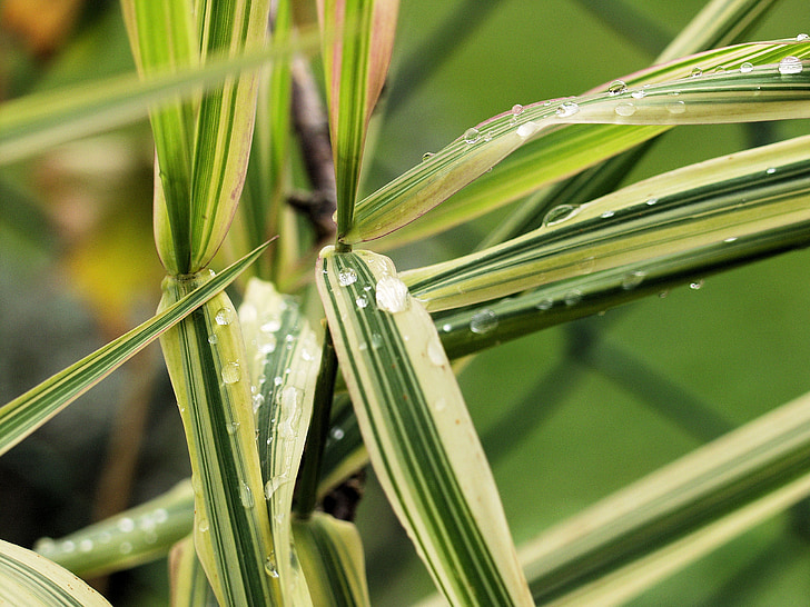 竹 grassedit このページ, ストライプ, グリーン, 一滴の水, 自然