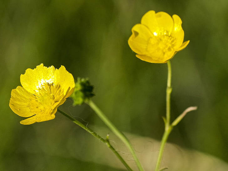 buttercup, flower, blossom, bloom, plant, nature