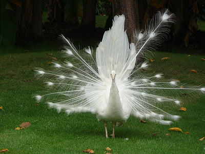 Peacock, valkoinen lintu, Kiina, kaunis lintu, matkustaa, puutarhat, riikinkukko sulka
