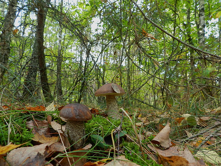 irmãos, cogumelos, boleto, Outono, floresta, natureza, fungo
