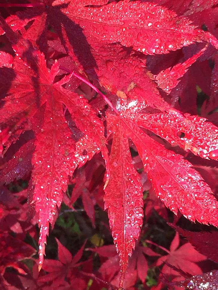 folha, vermelho, natureza, Outono, Cor, Maple, colorido