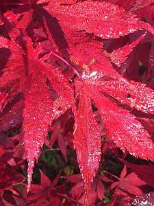 lehti, punainen, Luonto, syksyllä, väri, vaahtera, värikäs