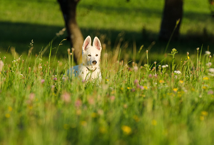 kutya kölyök virág meadow, virág meadow, kis kutya, kiskutya, fehér Juhász, aranyos megjelenés, PET