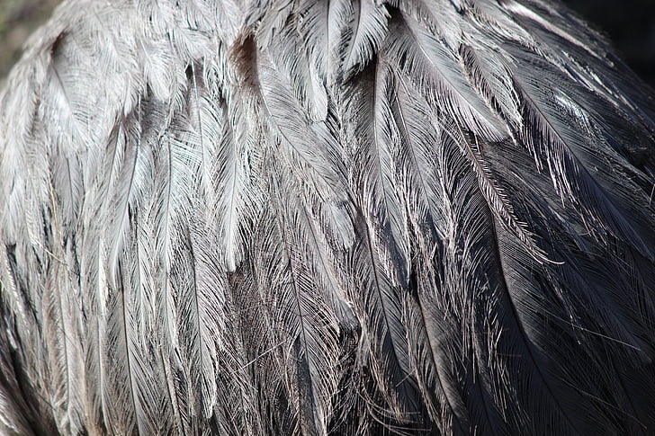 feather, grey, ostrich, bird, animal, nature, wildlife