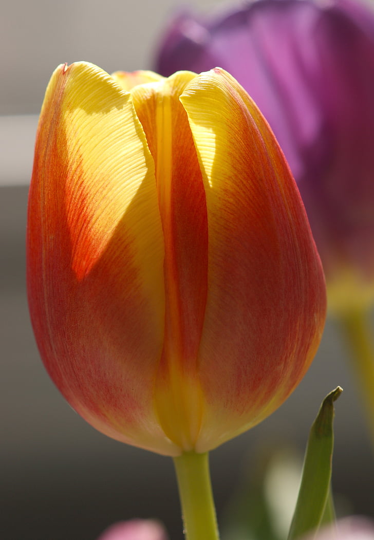 tulip, red, nature, blossom, bloom, yellow, colorful