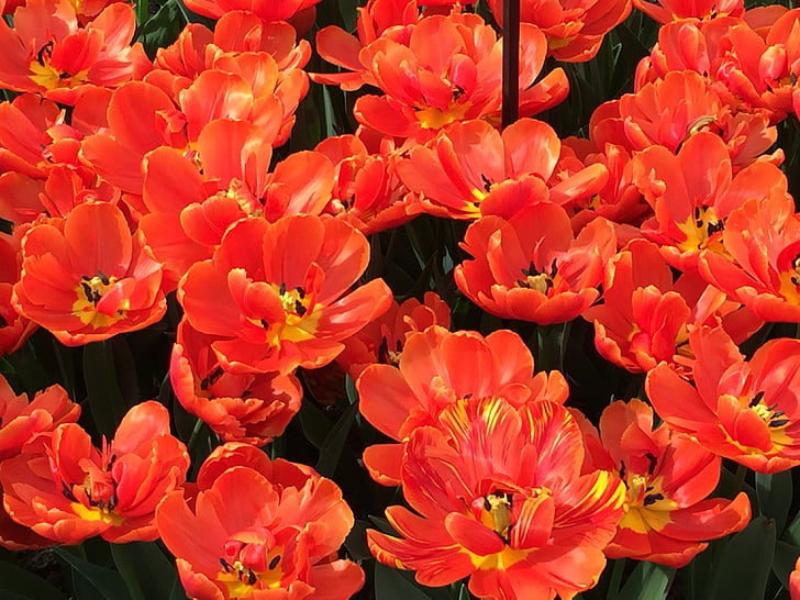 Tulip, červené tulipány, jar, Petal, Príroda, jarné kvety