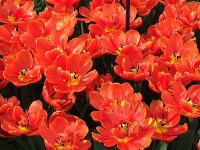 Tulipán, červené tulipány, jaro, okvětní lístek, Příroda, Jarní květina