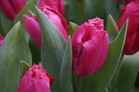 tulipanes, Holanda, b, hermosa, primavera, flor, floración