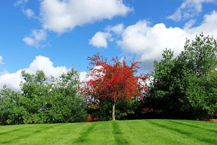 red tree, green tree, grass, stand out, different, difference, red