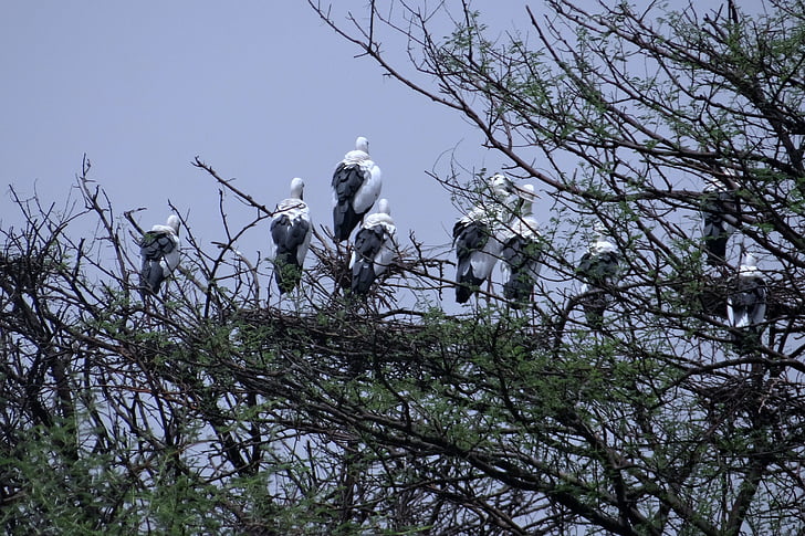 Anastomus, kleszczak Azjatki, heronry, Zagnieżdżanie, Bharatpur, Indie