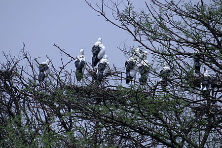 Anàstom, Anàstom asiàtic, heronry, nidificació, Bharatpur, l'Índia