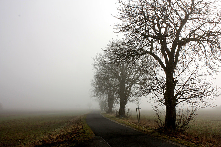tree, fog, landscape, autumn