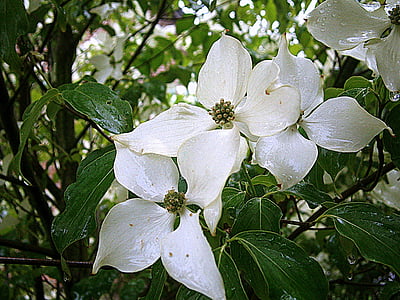 Κρανιά, Ασιατικές dogwood άνθη, ο Μπους, δέντρο, Cornus κουμκουάτ, Cornus, Cornaceae