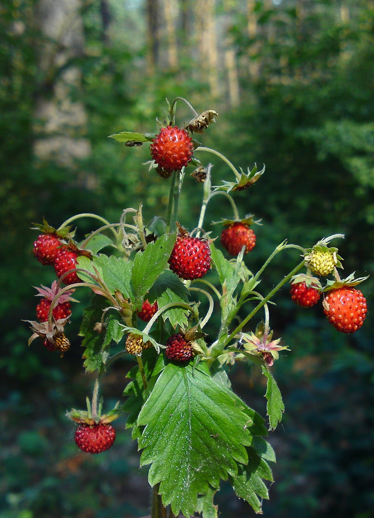 wild strawberry, berry, forest, plant, fruit, red, food and drink