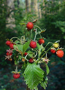 fraise des bois, Berry, Forest, plante, fruits, rouge, nourriture et boisson