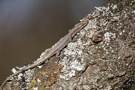 lizard, camouflage, tree, reptile, nature, outside, forest