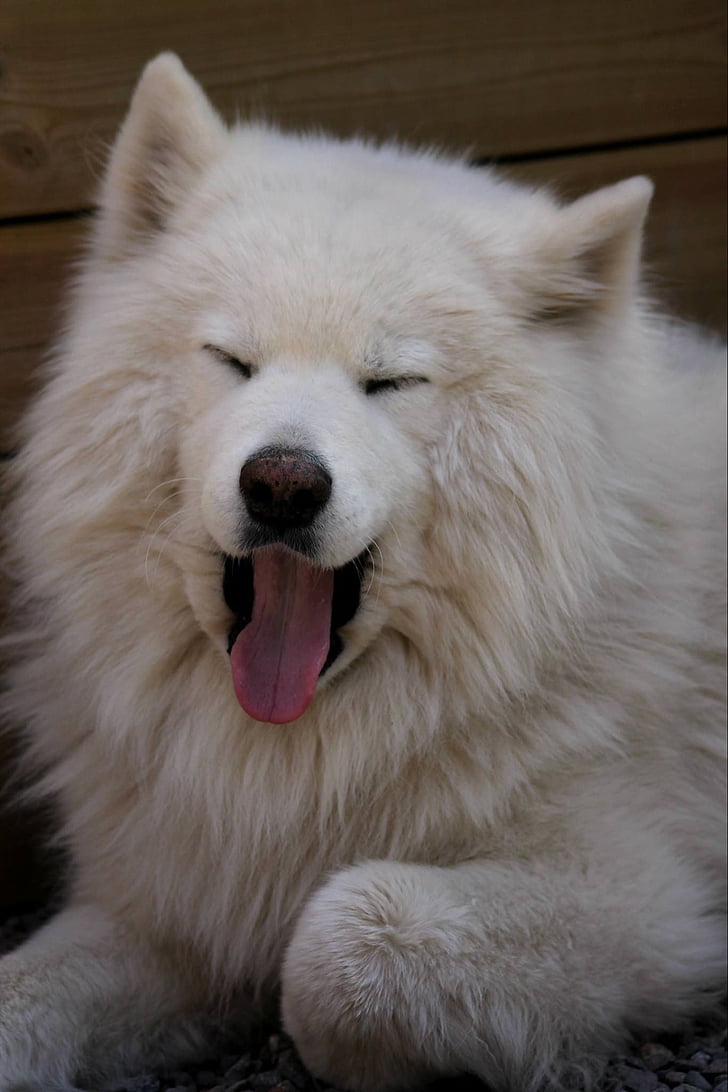 mascota, perro, Blanco, Samoyedo, el bostezo, bostezo, animal