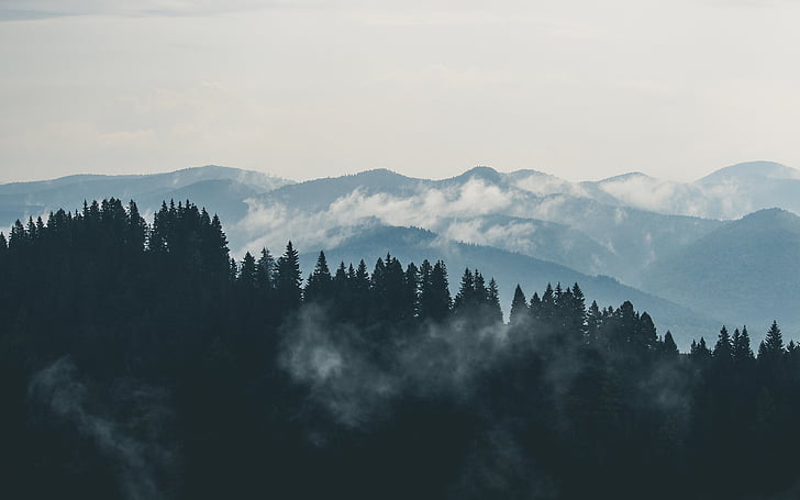 nuvole, nebbia, foresta, montagne, natura, montagna, albero