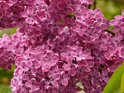 liliowy, Lilak pospolity, krzewów ozdobnych, Bush, roślina, Violet, kwiat