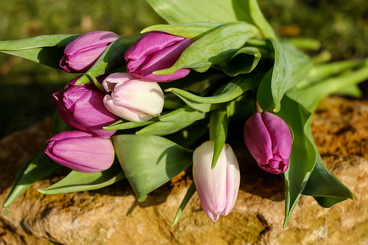 tulipány, květiny, Jarní kytice, barevné, vůně, Bloom, růžová