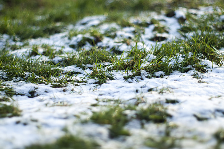 Grass, Winter, Schnee, Kälte, Grün, gefroren, Natur