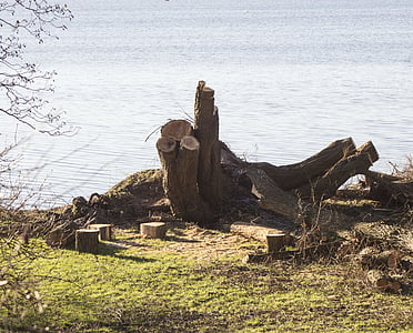 tree stump, tree, tree at the lake, wood, saw, firewood, cases