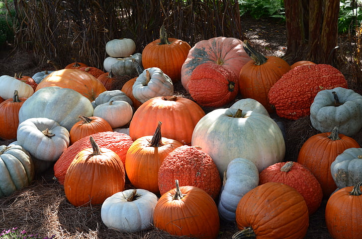 pumpkins, fall, halloween, decor, seasonal, decorations, jack-o-lantern