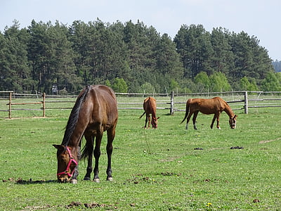 konji, pašnjaci, priroda, konj, životinja, farma, na otvorenom