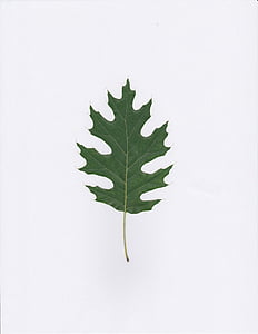 dub, Leaf, Zelená, listy, listovej, zeleň, abstraktné