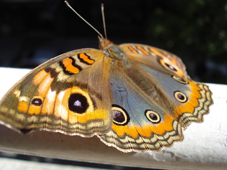 Метелик, Природа, Комаха, коричневий