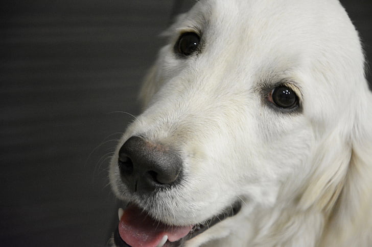 golden retriever, head, dog, animal, domestic animal, white, pet dog