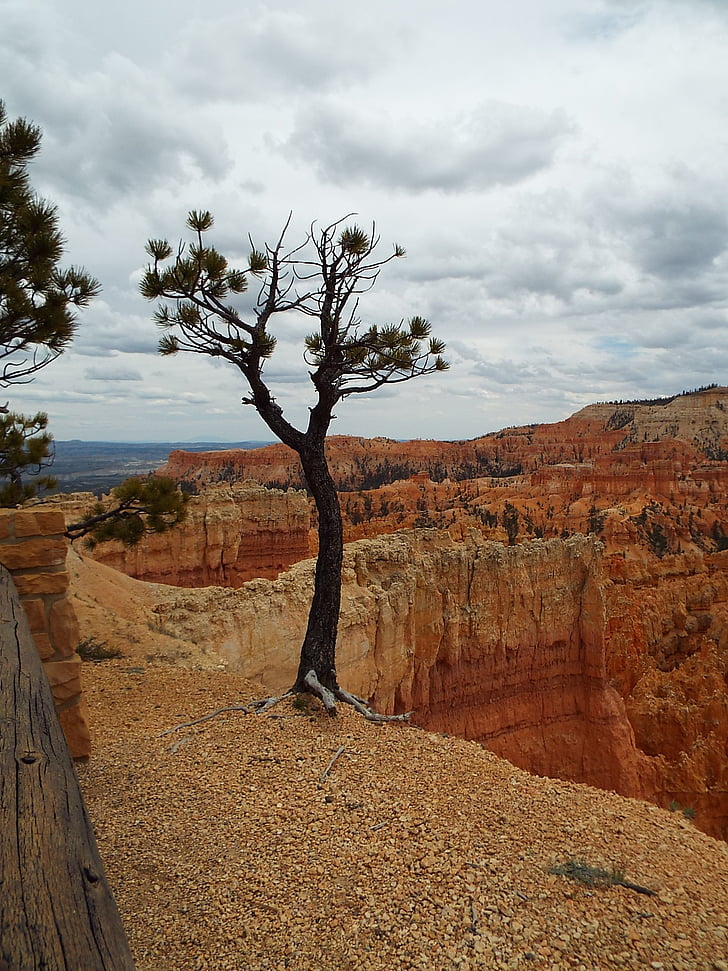 drzewo, Bryce canyon, Utah, Kanion, Bryce, krajowe, Park