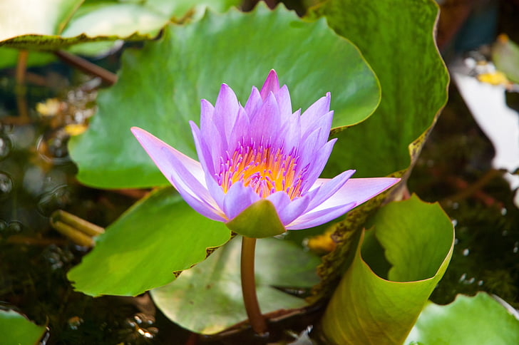 Lotus, fialové lotus